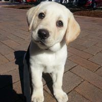 Guide Dogs NSW Day Tour Image -5a0bc9193bf2a